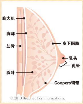 正常乳房解剖层次图片