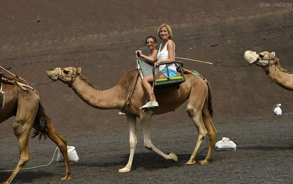 单峰骆驼怎么骑? - 知乎