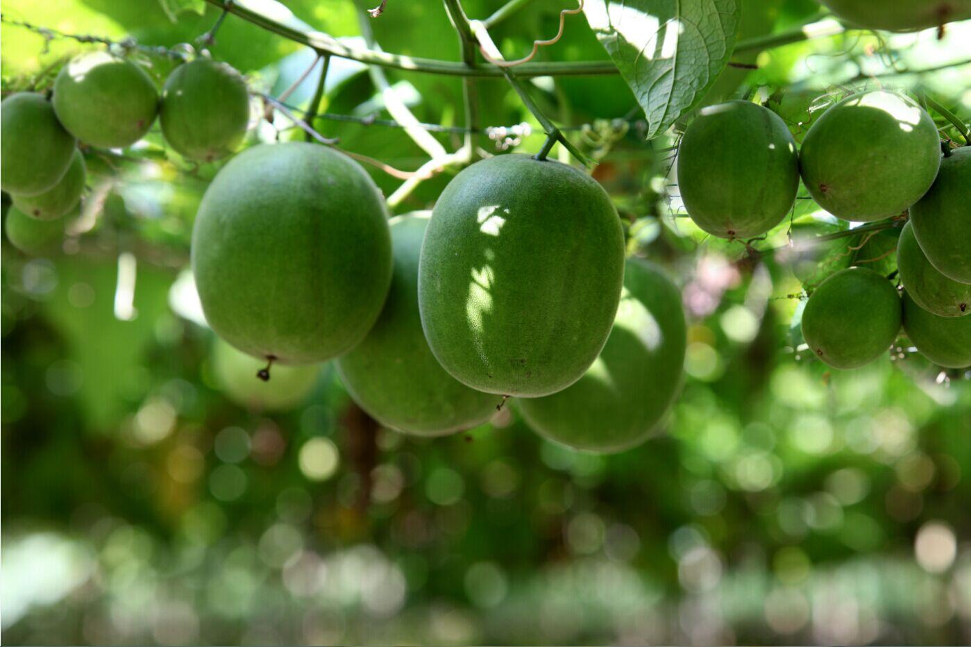 请问罗汉果和百花果有什么区别吗求图