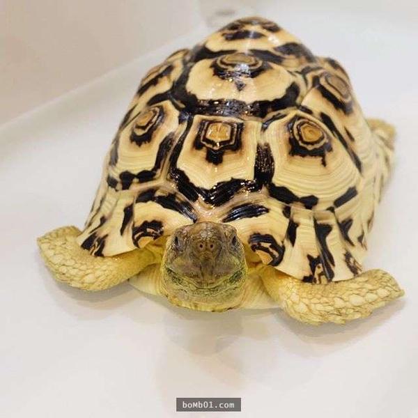 如何养一只豹龟 知乎 如何养一只豹龟 知乎