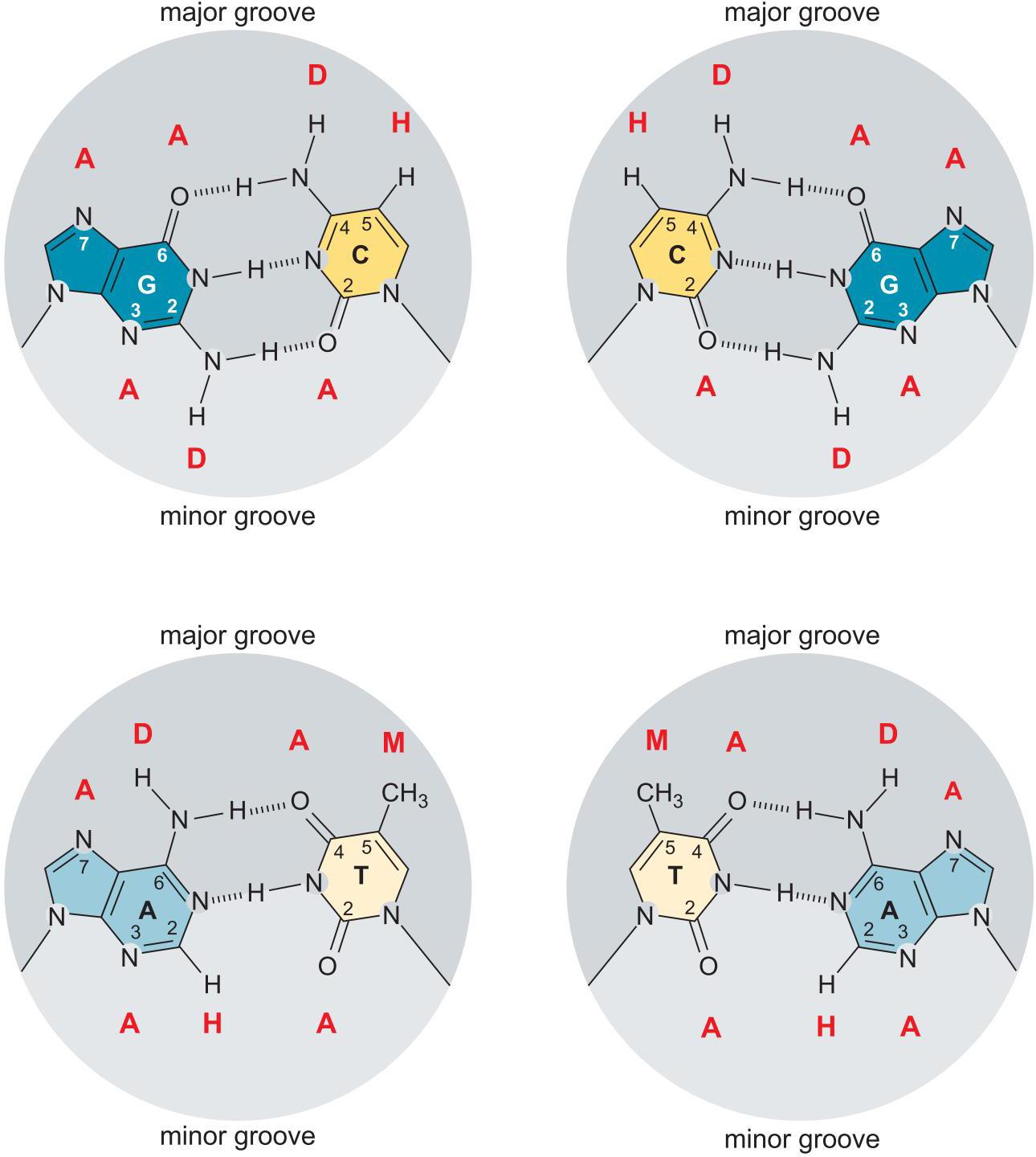 dna双螺旋结构中大沟小沟的作用是什么啊? - 知乎