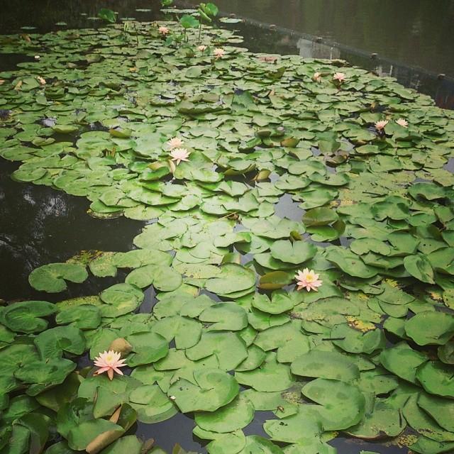想去香港的旅游时候去香港中文大学看一看,有