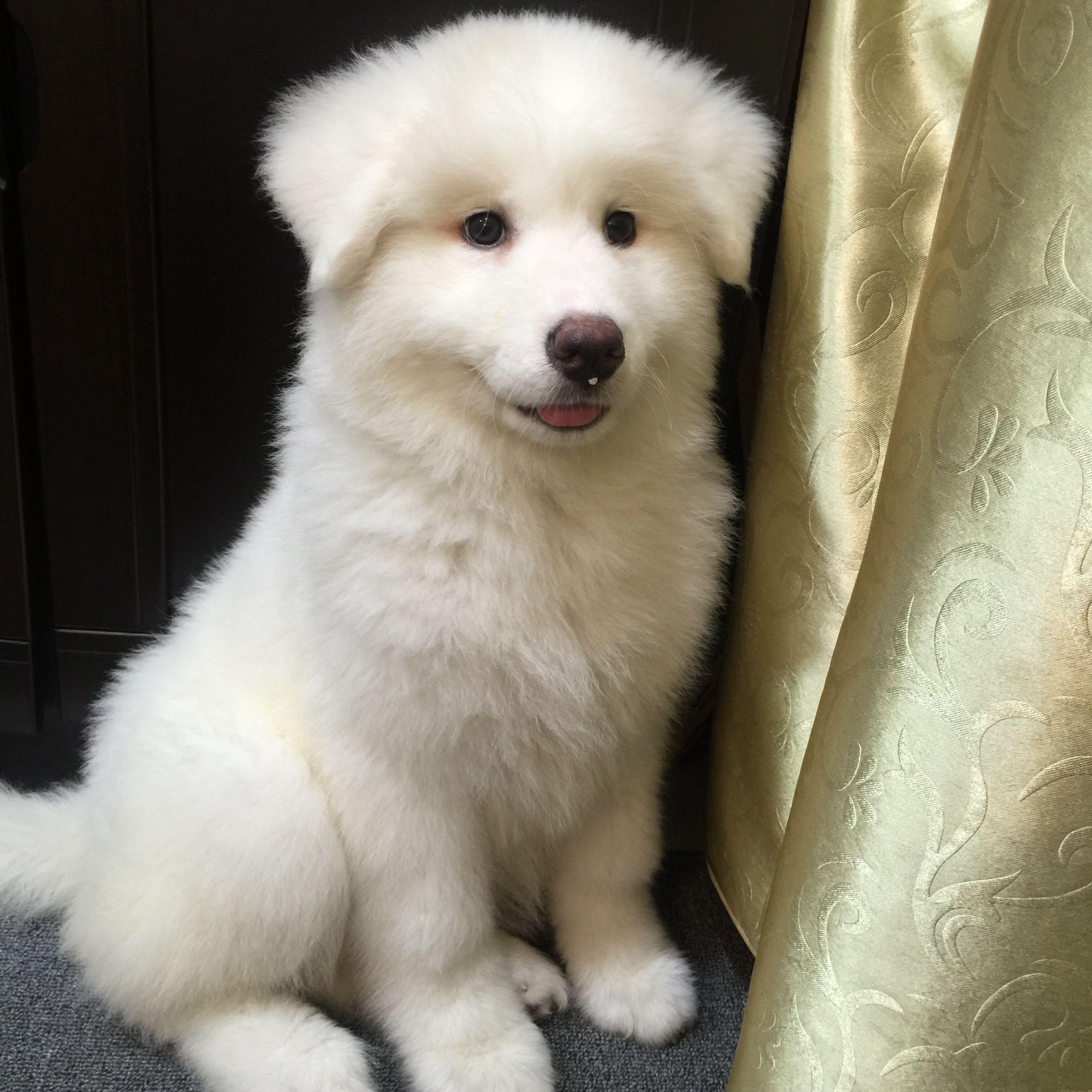 养一只大白熊犬是怎样一种体验？ - 知乎