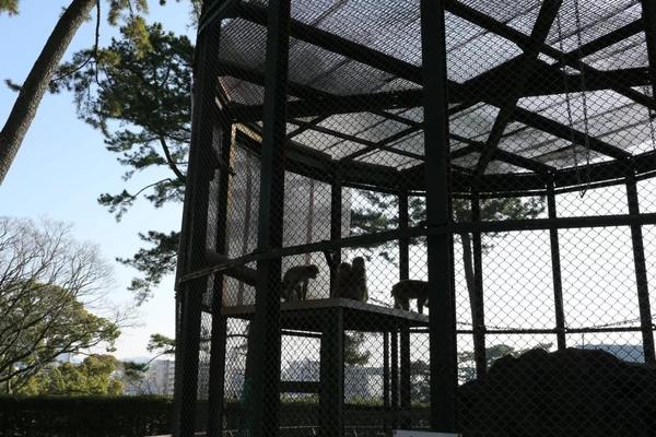 小田原城公园饲养猴子是否是当地人对丰臣秀吉的一直存有恨意 知乎