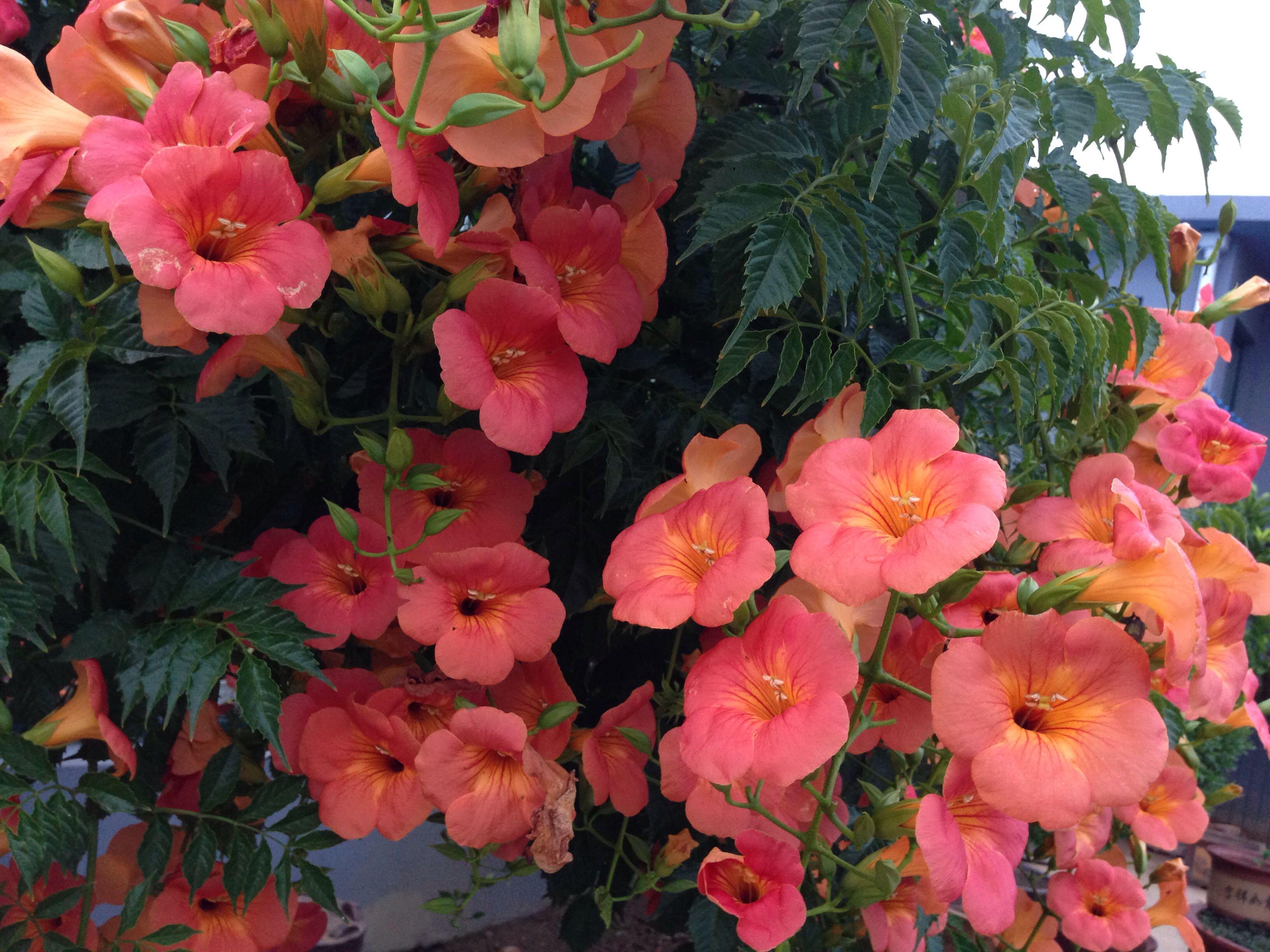 有哪些容易养活又花朵很大很好看的花呢? - 知乎