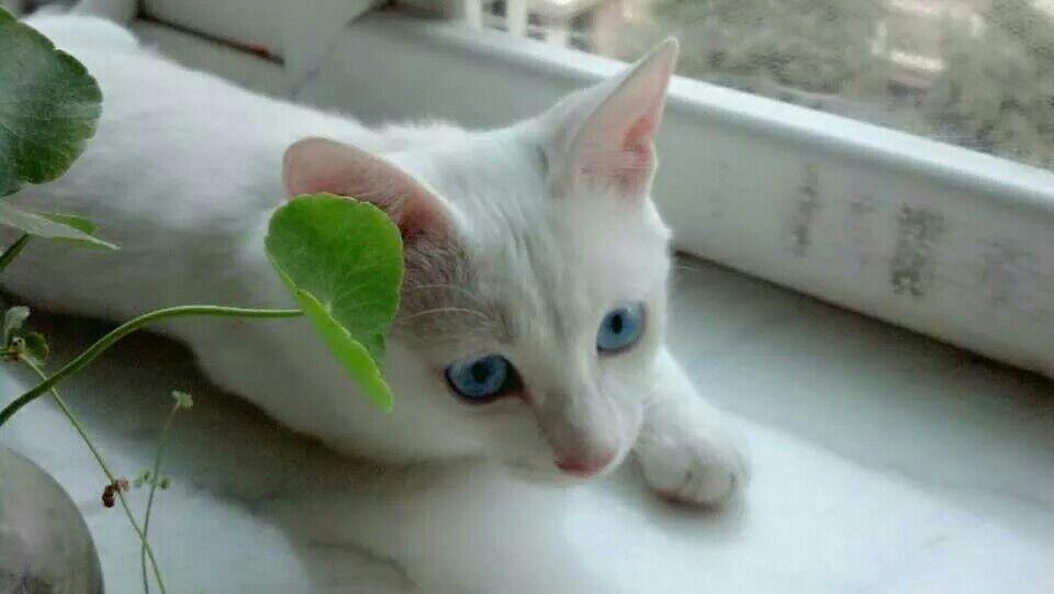 猫跳楼之后躺着不起来怎么办?