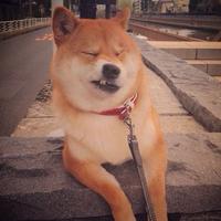 Zhihu profile picture for @toward