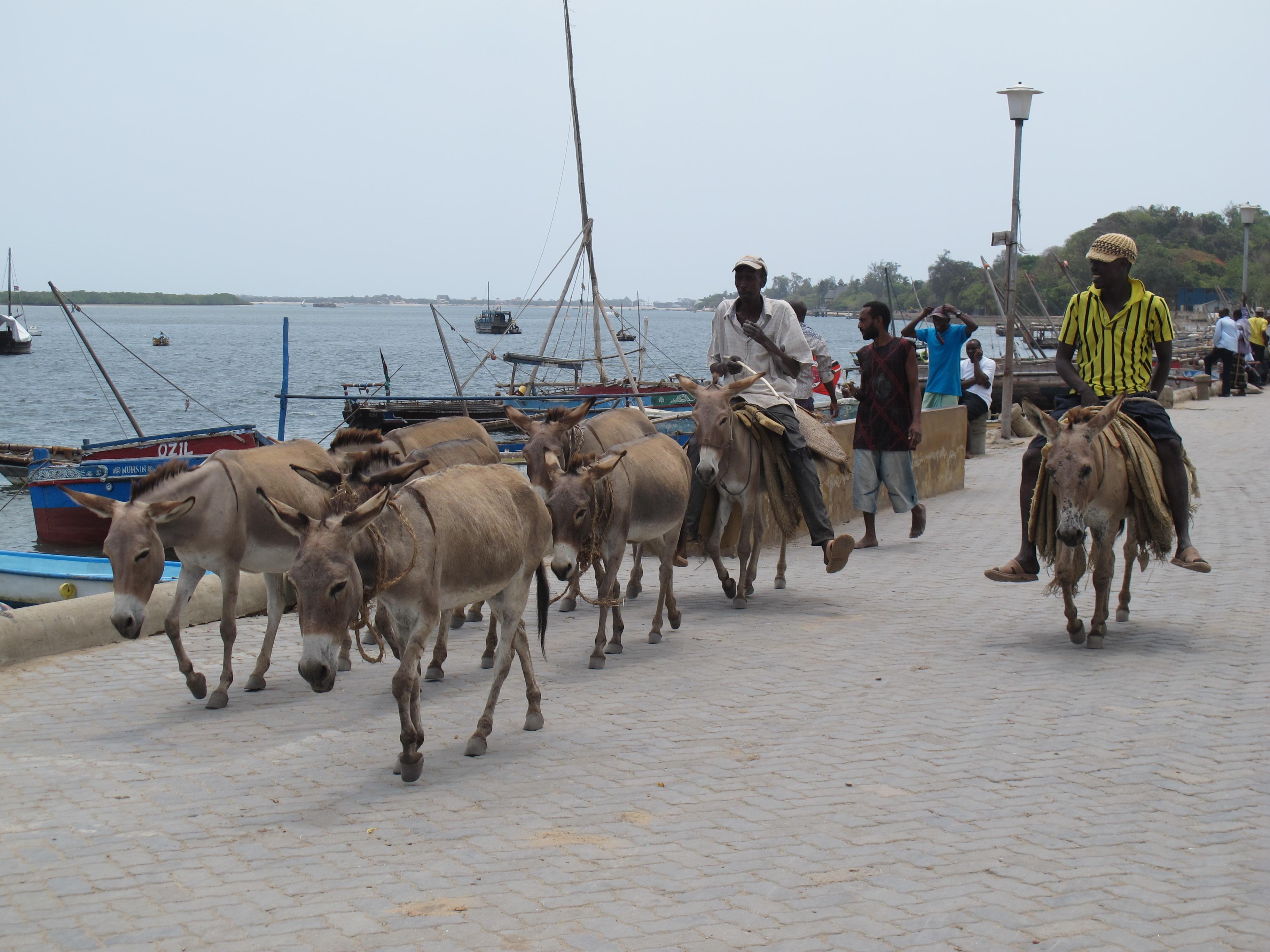 到非洲旅行带 8 岁小朋友同行有哪些需要注意的事项?