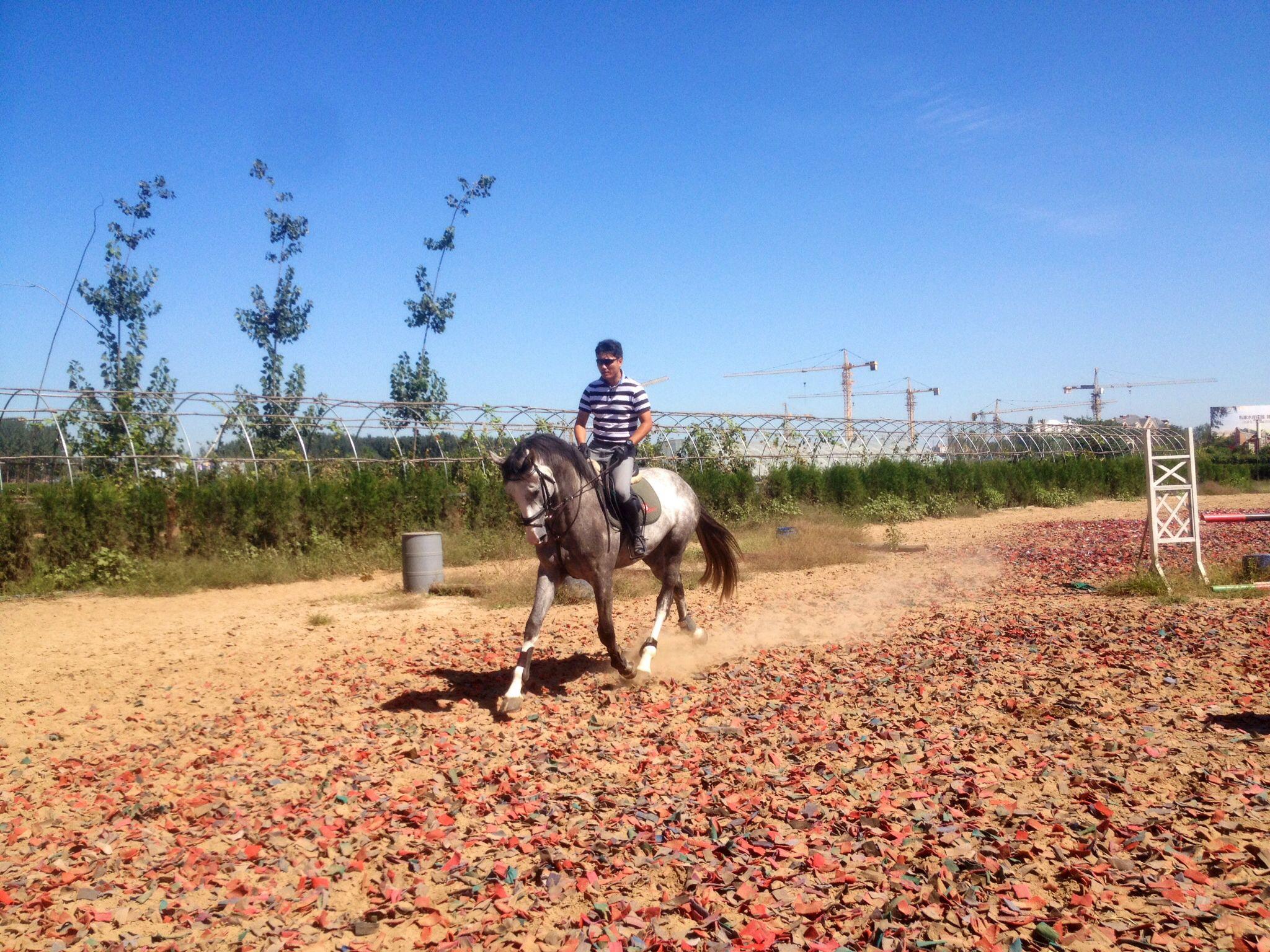 马在水泥地上跑,会不会伤马?
