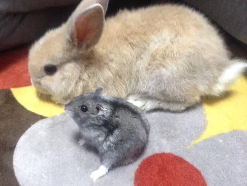猫和兔子能在一起养吗? - 石墨水心的回答 - 知