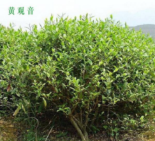茶树是乔木还是灌木