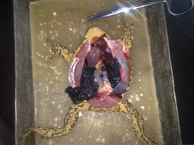 解剖蛤蟆是一种什么样的体验? - 知乎