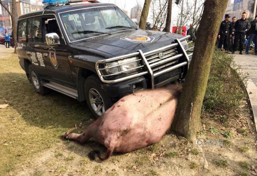 警车撞死800斤牛科学吗?