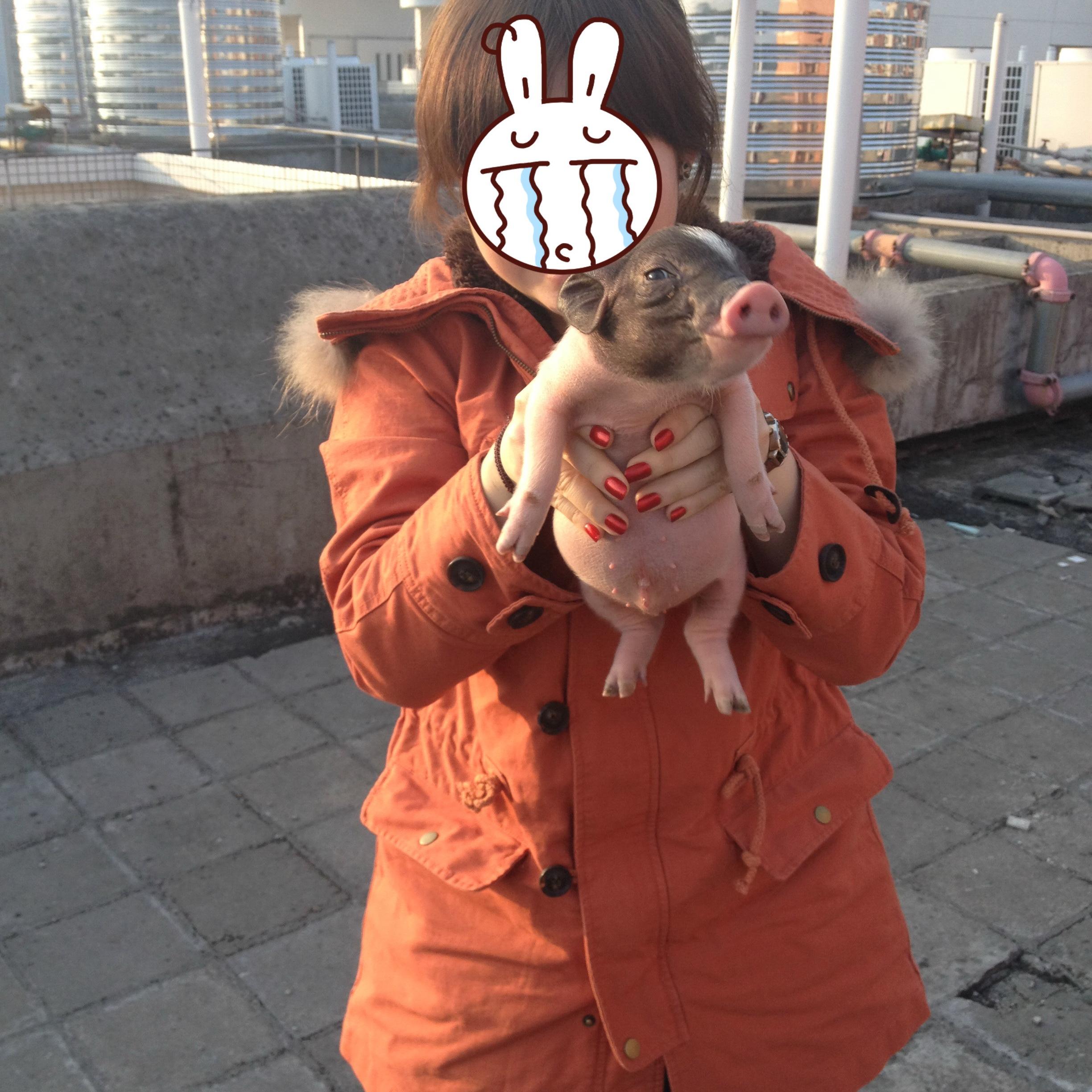 养宠物猪有哪些独特的感受,和养猫狗有什么不同?