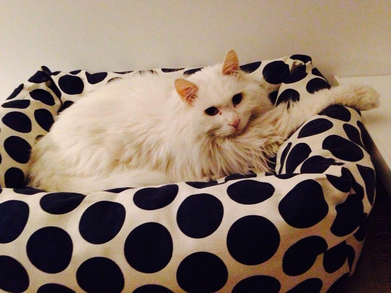 给猫吃什么好?猫粮?进口?国产?猫饭? - 陈布谷