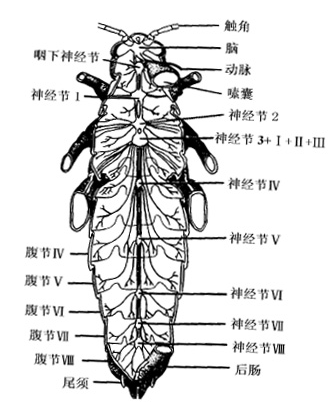 因为蟑螂的神经系统和哺乳动物是不同的,节肢动物的神经系统传承了