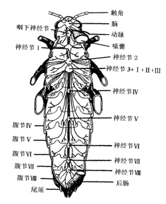 如图是蝗虫的神经系统图,确实没有找到确切的蟑螂神经系统图……如果