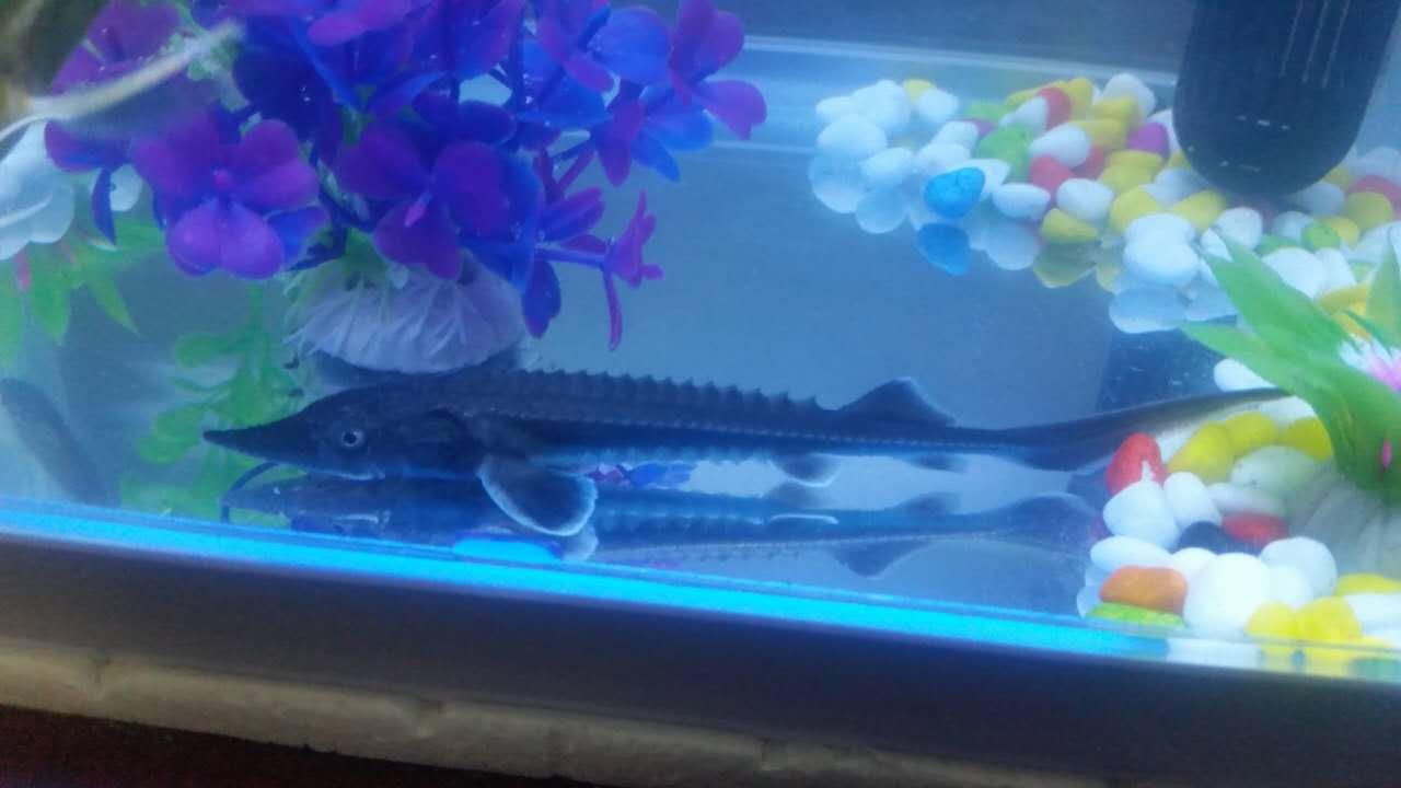 中华鲟怎么养? - 鱼类