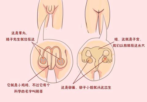 与孩子一起学习七岁小女孩爱看弟弟小鸡鸡怎么办