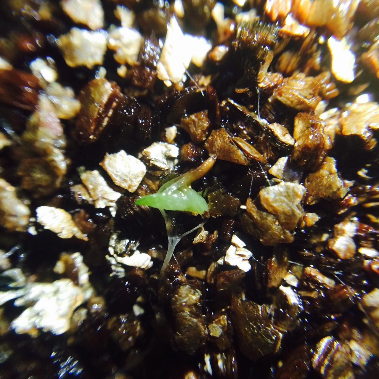 空气凤梨种子怎么种? - 知乎