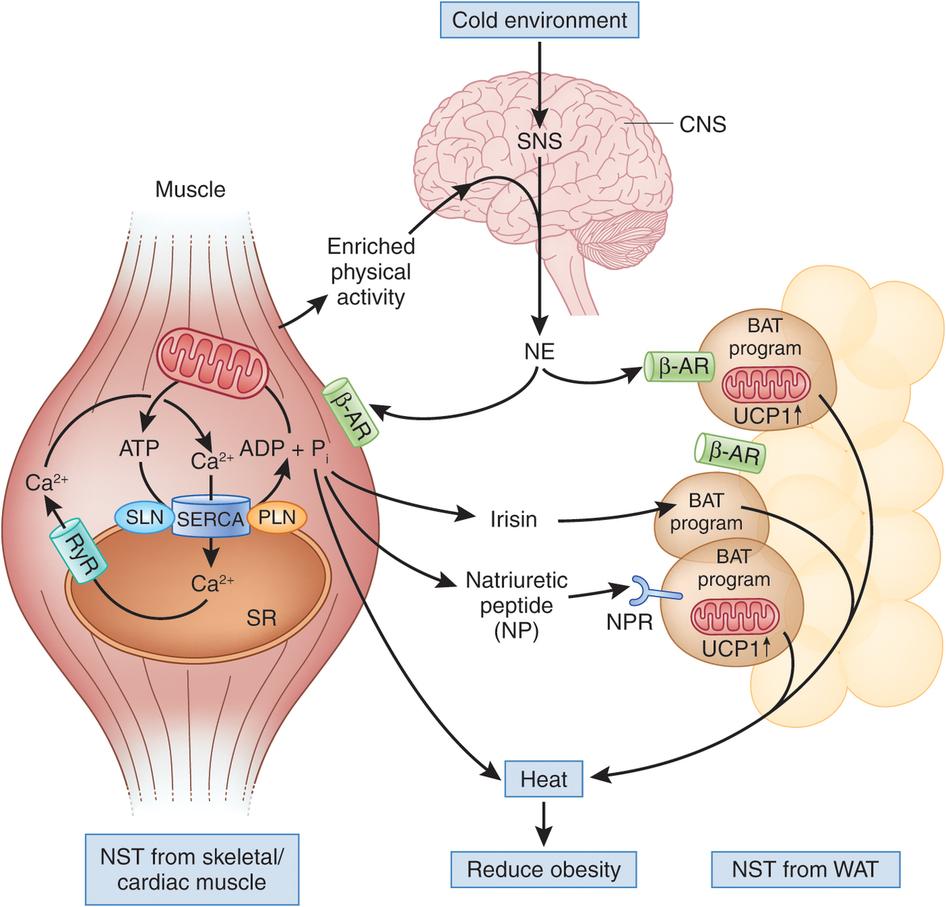 冬天穿得少,迫使脂肪燃烧维持身体恒温,能减肥吗?