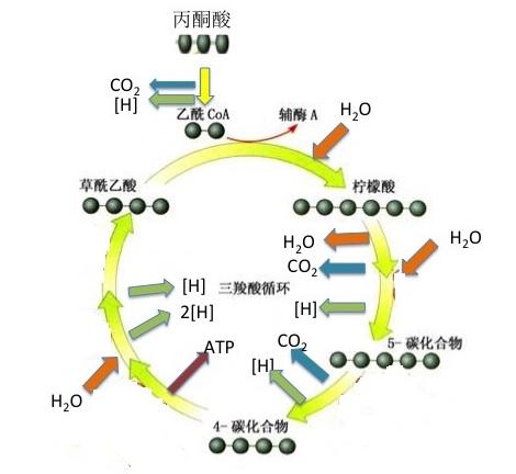 葡萄糖——>2丙酮酸 2atp 2[h]总反应