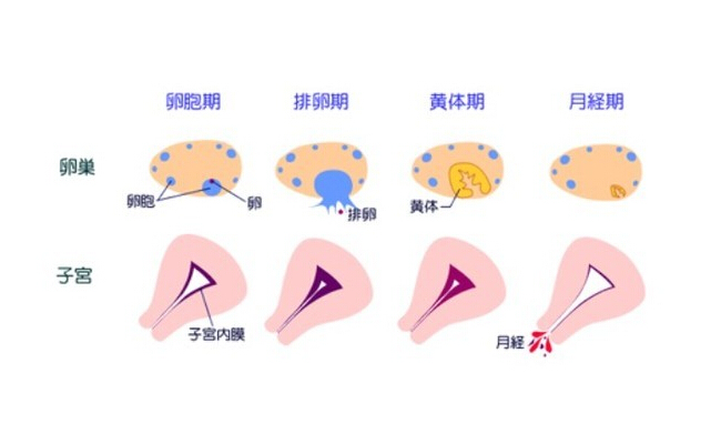 用妈富隆或者优思明来调节月经怎么样? - 知乎