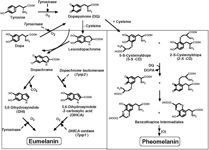 支,如下图所示:黑色素是由黑色素细胞(melanocyte)合成的一种生物色素
