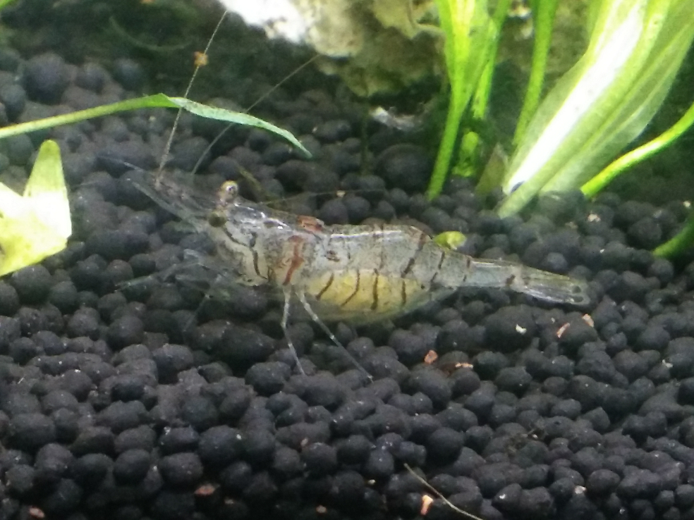 麻烦大家帮我看看这是什么虾?怎么养? - 鱼类