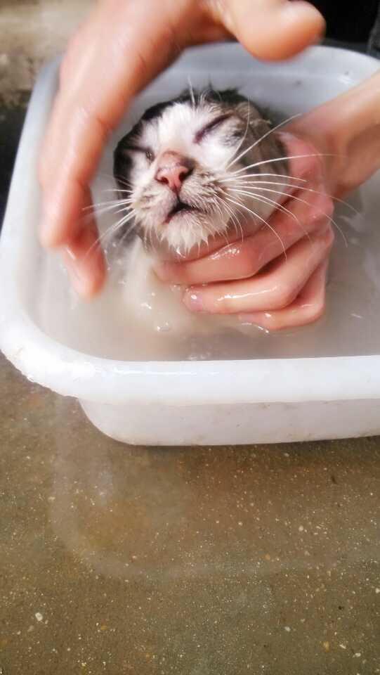 养一个月大小的猫该注意的事项有哪些? - 符嘉