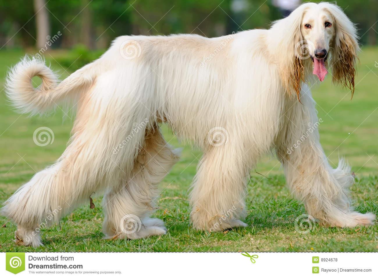 求问大神这是什么品种的狗从来没见过