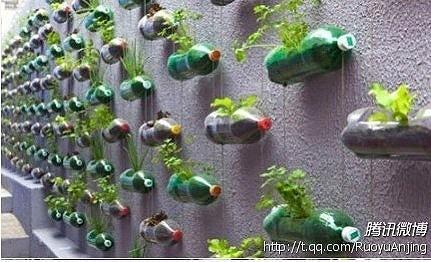 可乐塑料瓶可以用来水培植物吗? - 无知师太的