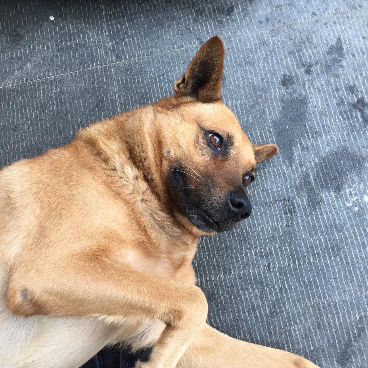 为什么大家不喜欢养土狗,土狗聪明吗? - 竹子的