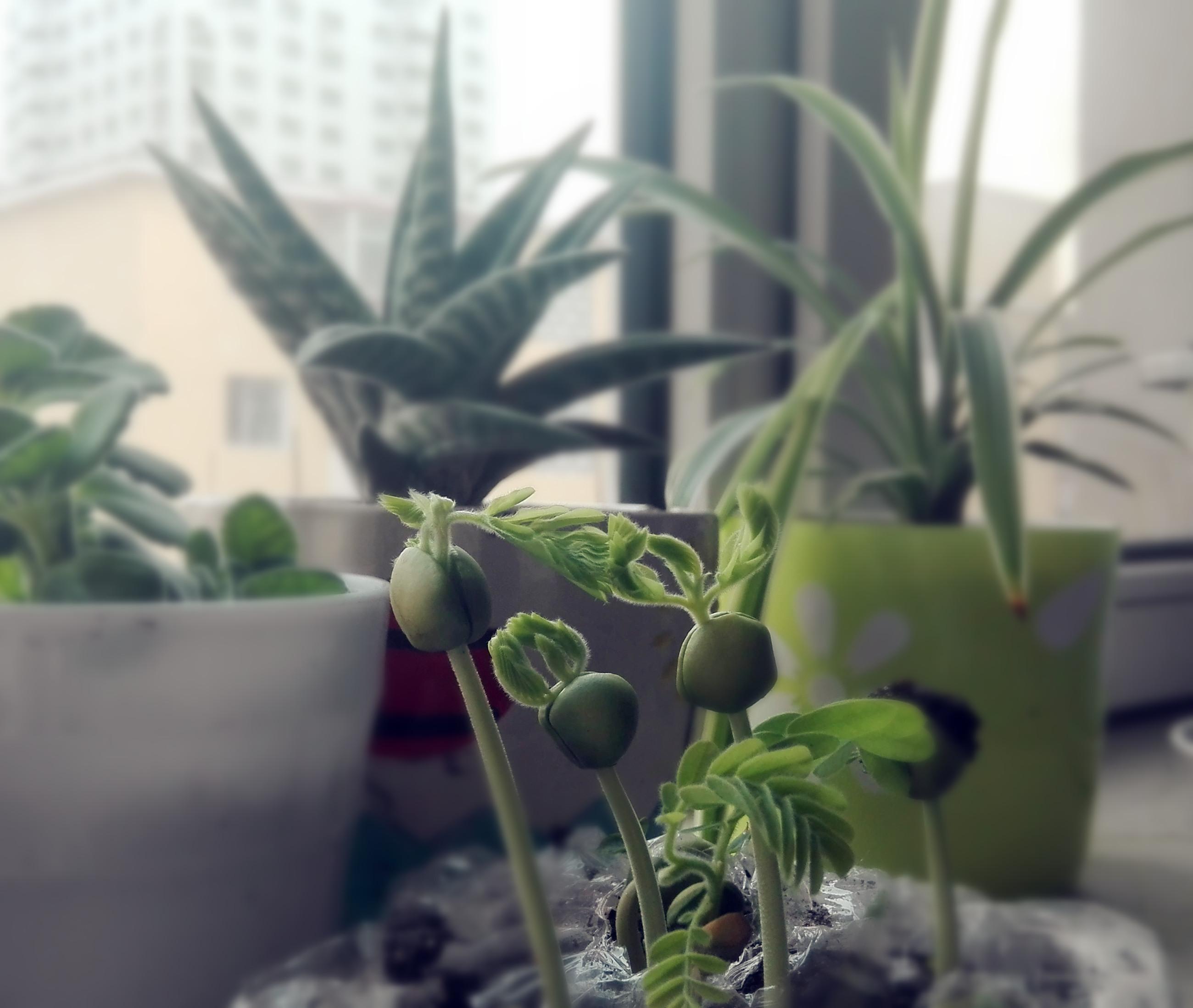 酸角的生长日记