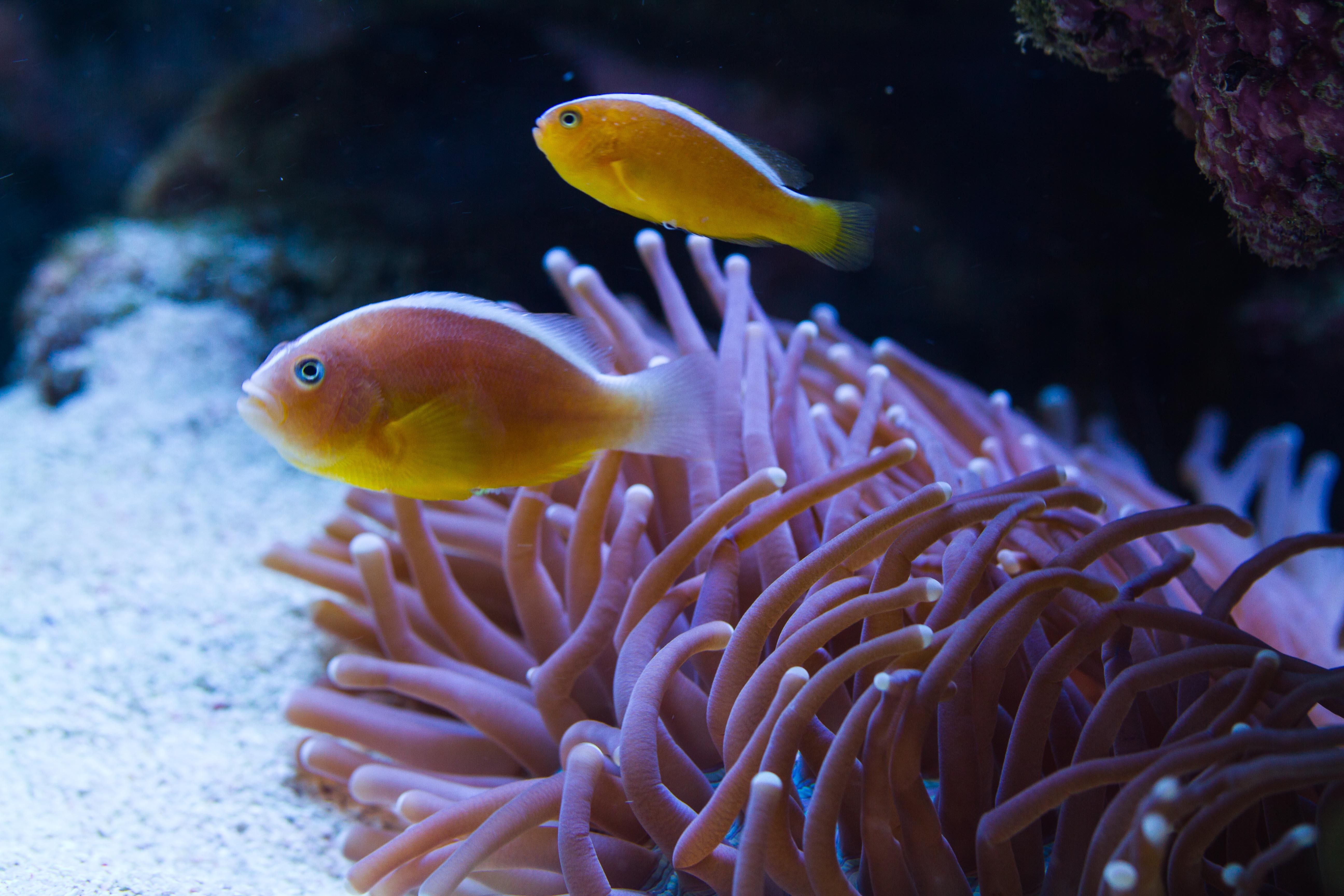 银背小丑或者叫金线小丑这两种小丑区别只在鳃盖一条竖直的白纹,应该