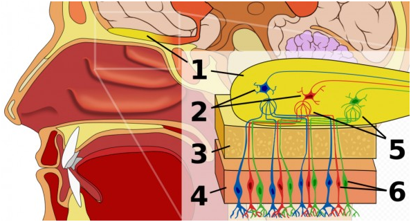 人工嗅觉的图灵测试已诞生如何精准再现气味
