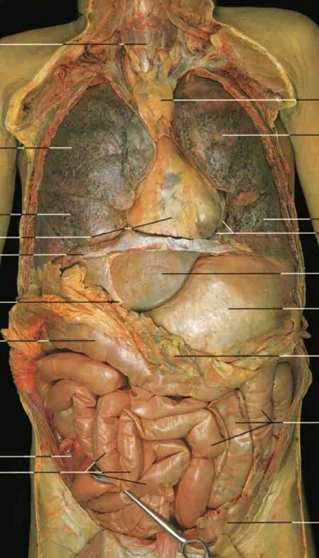 直肠子的人是否生理上也是直肠子