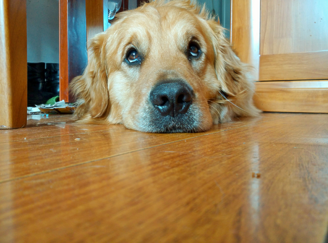 听说狗一旦尝试过血的味道,以后很容易会咬人