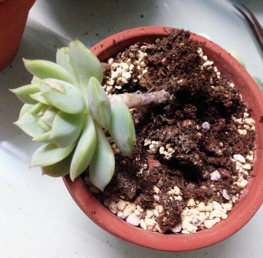 多肉种植土壤 bcc71653a080e407527fb7a7d1b78f24_r.jpg