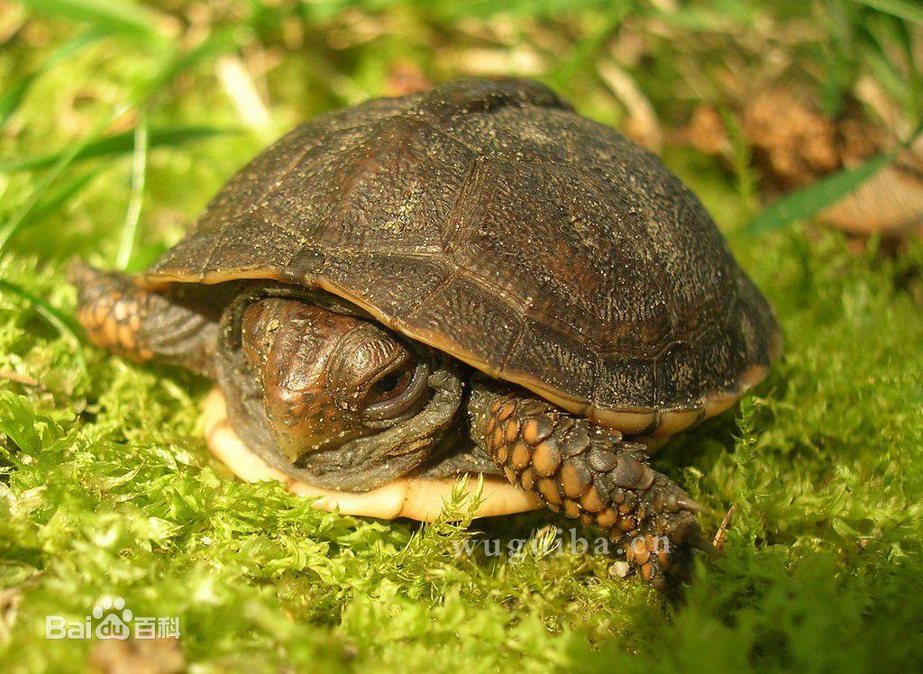 求问这是什么龟,真的很想知道.