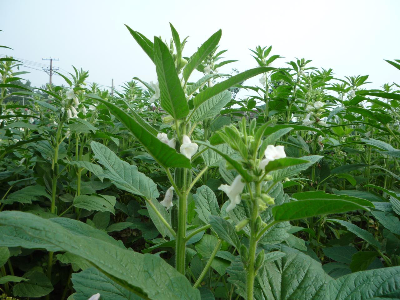 <em>古人</em>是<em>怎么洗头发</em>的? - 古代 - 知乎