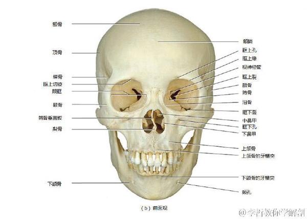 为什么猫狗的颧骨和眉弓骨不融合 知乎