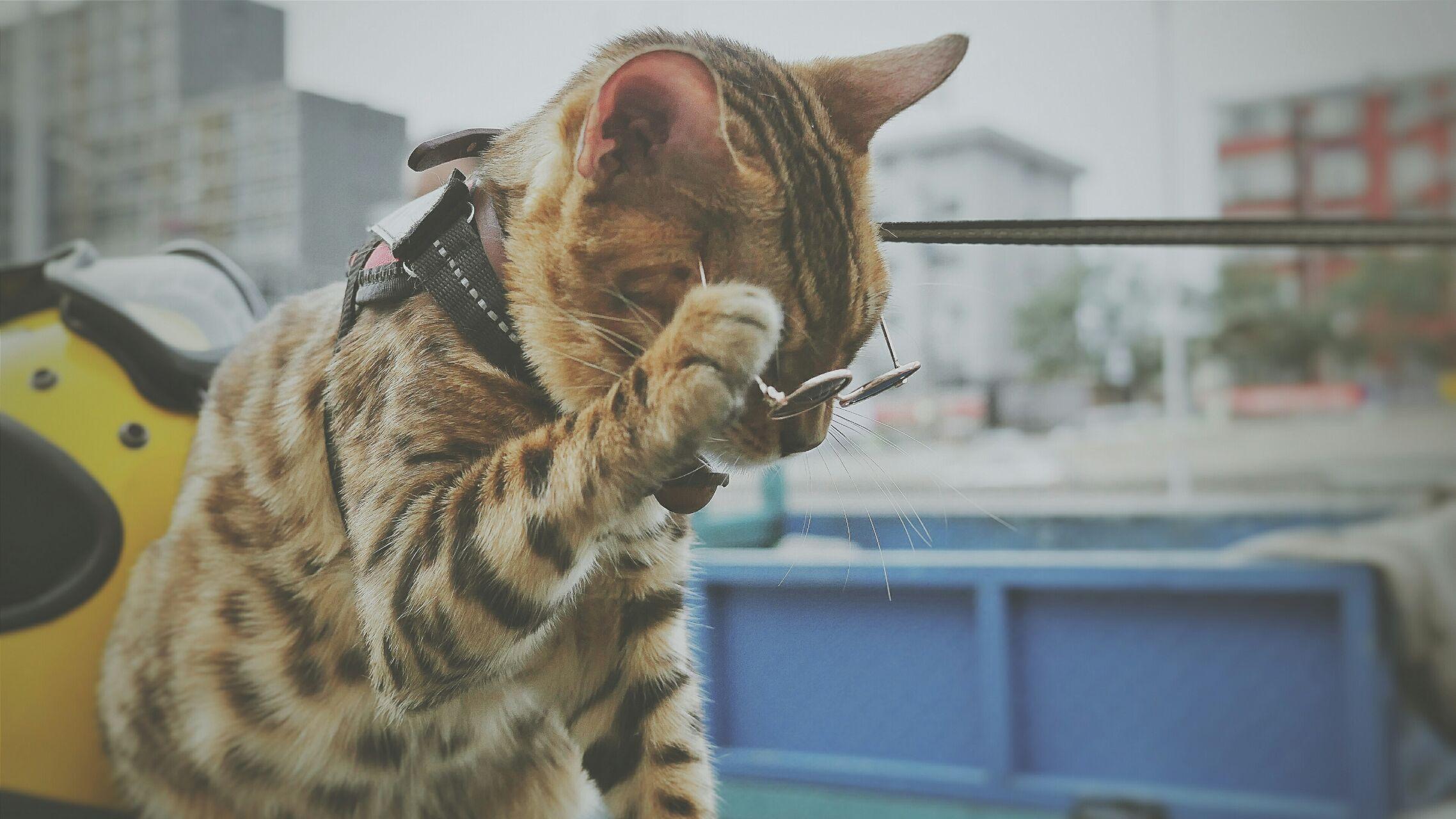 孟加拉豹猫bengal性格如何适合做宠物吗