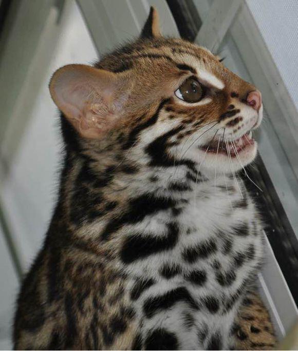 如何挑选一只孟加拉豹猫? - 大灰熊豹猫的回答