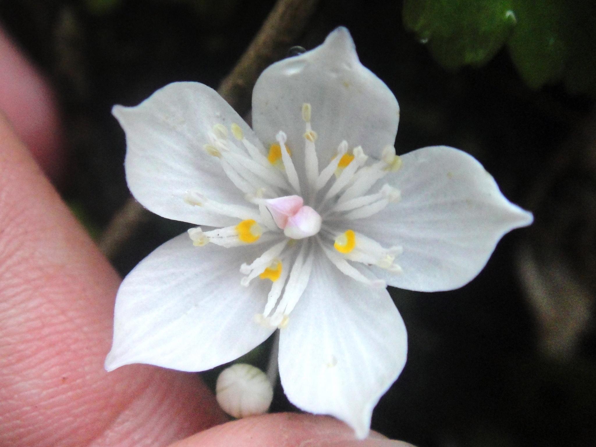 是否存在离生雌蕊边缘胎座的植物如果有请举出例子