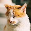 王老猫