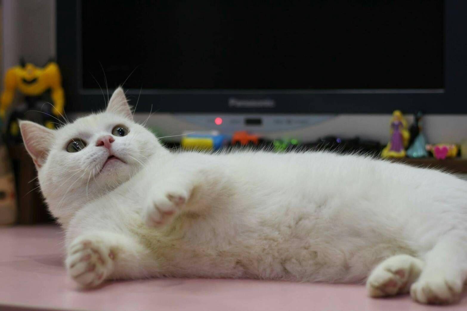 从台湾买猫注意事项? - MetalliCat 的回答 - 知乎