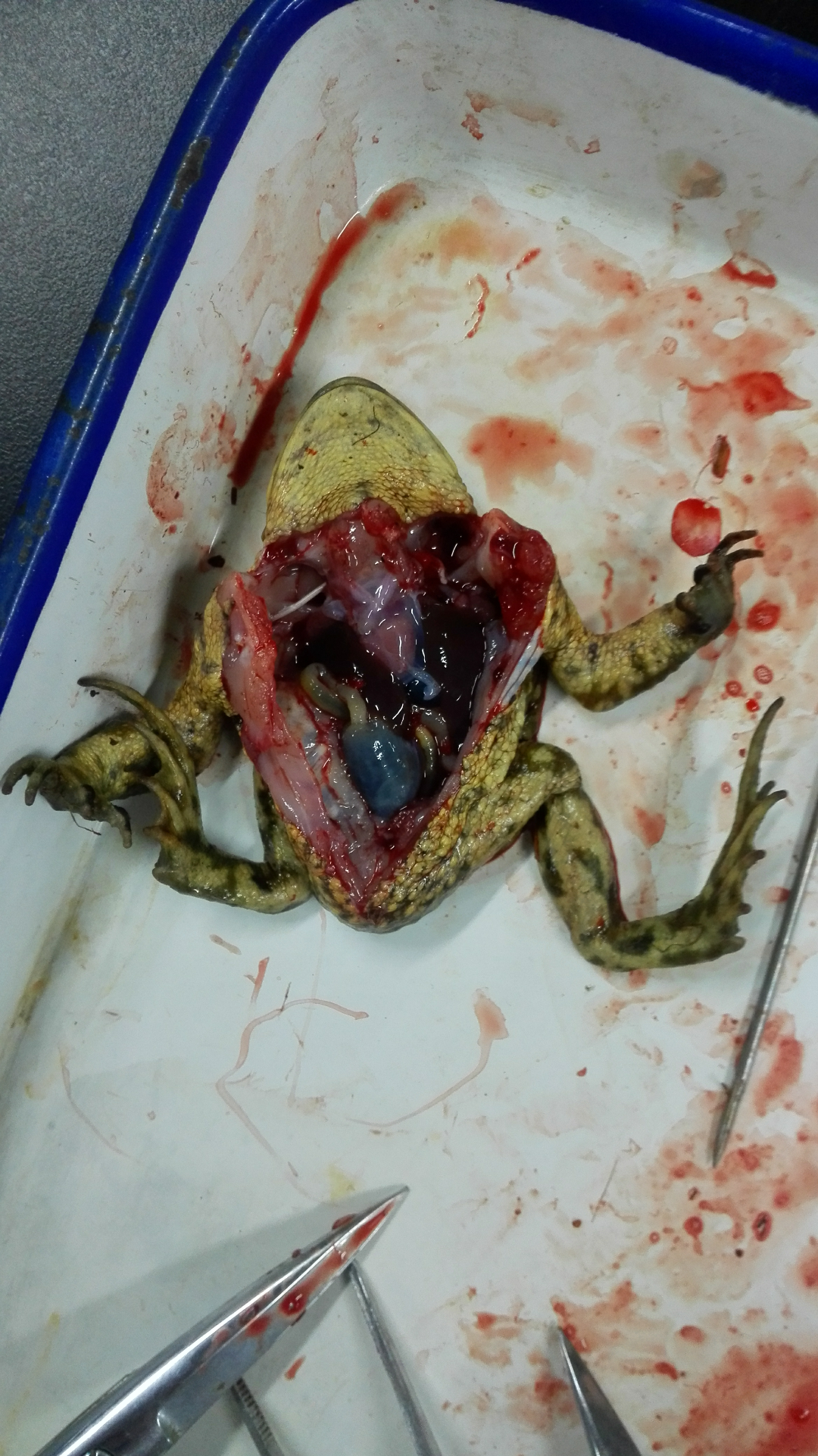 蟾蜍为什么这么胖