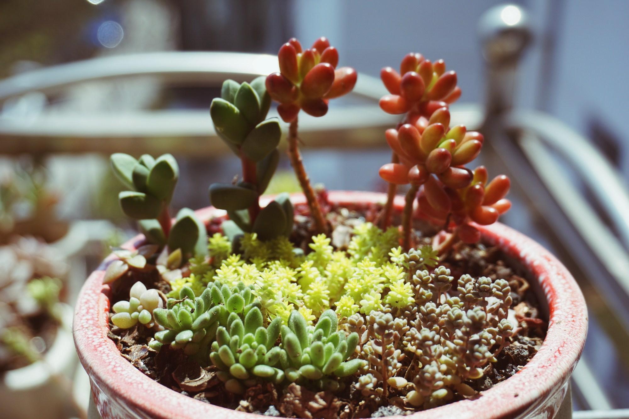 多肉盆景怎么做