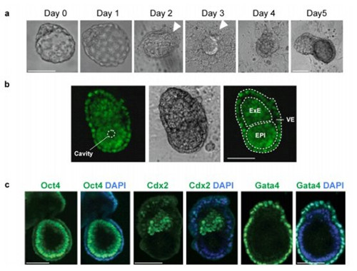 胚胎体外培养需要什么环境？ 知乎